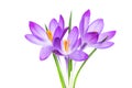 Spring purple little crocus flowers isolated on white Royalty Free Stock Photo