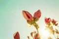 Purple flowers, purple magnolia, purple magnolia flowers under the backlight, magnolia branches, pale green background, small fres