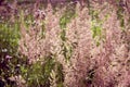 Spring purple meadow grass