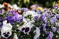 Spring: purple primroses in selective focus amidst a group of mixed colored flowers in bokeh