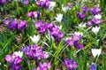Spring purple and white crocuses (macro) Royalty Free Stock Photo