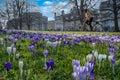 Purple and White Crocuses Blooming in the Spring, as a Woman Rides Her Bicycle in the Background. Royalty Free Stock Photo