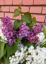 Lilac flowers on a brick wall background Royalty Free Stock Photo