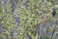 Purple willow (Salix purpurea) grows in nature Royalty Free Stock Photo