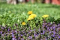 .Spring with purple and yellow flowers growing among green grass