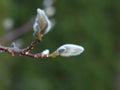 Spring willow buds