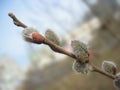 Spring. Pussy-willow twig with melting buds Royalty Free Stock Photo