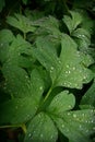 Spring Rain on a Bleeding Heart Plant Leaf Royalty Free Stock Photo