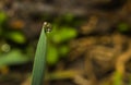 Spring rain Royalty Free Stock Photo