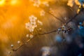 spring rain at sunset, blooming tree Royalty Free Stock Photo