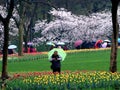 Spring rain, tulip blossoms in full bloom at the same time, as visitors.