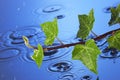 Spring Rain Water leaves Royalty Free Stock Photo