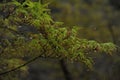 The rain falls on the maple trees and gathers into beads on the green leaves and branches.