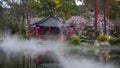 Wuhan - East Lake Cherry Blossom Garden