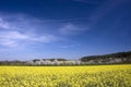 Spring rapeseed fields Royalty Free Stock Photo