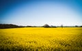 Spring Rapeseed fields in Sweden. Royalty Free Stock Photo