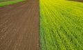 Spring rapeseed fields top view Royalty Free Stock Photo