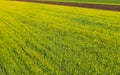 Spring rapeseed fields top view Royalty Free Stock Photo