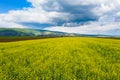 Spring rapeseed fields top view Royalty Free Stock Photo