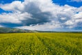 Spring rapeseed fields top view Royalty Free Stock Photo