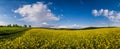 Spring rapeseed yellow blooming fields panoramic view, blue sky with clouds in sunlight. Natural seasonal, good weather, climate, Royalty Free Stock Photo