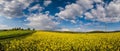 Spring rapeseed yellow blooming fields panoramic view  blue sky with clouds in sunlight. Natural seasonal  good weather  climate Royalty Free Stock Photo