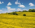 Spring rapeseed yellow blooming fields