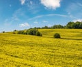 Spring rapeseed yellow blooming fields