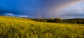 Spring rapeseed yellow blooming fields Royalty Free Stock Photo