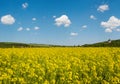 Spring rapeseed yellow blooming fields view. Pyatnychany tower (defense structure, 15th century Royalty Free Stock Photo