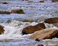 Spring rapids river