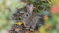 Spring rebbit portrait photo