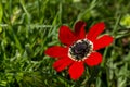 Spring, red anemone Anemone coronaria grows in a meadow close-up Royalty Free Stock Photo