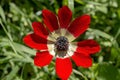 Spring, red anemone Anemone coronaria grows in a meadow close-up Royalty Free Stock Photo