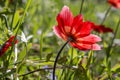 Spring, red anemone Anemone coronaria grows in a meadow close-up Royalty Free Stock Photo