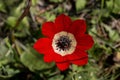 Spring, red anemone Anemone coronaria grows in a meadow close-up Royalty Free Stock Photo