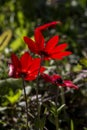 Spring, red anemone Anemone coronaria grows in a meadow close-up Royalty Free Stock Photo