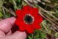 Spring, red anemone Anemone coronaria grows in a meadow close-up Royalty Free Stock Photo