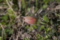 Spring, red bud anemone Anemone coronaria grows in a meadow close-up Royalty Free Stock Photo