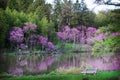 Spring red bud flowers reflecting in Lake Marmo at the Morton Arboretum in Lisle, Illinois.