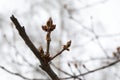 Spring, red buds bloom. Maple branches on a white sky with large buds. Royalty Free Stock Photo