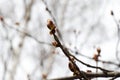 Spring, red buds bloom. Maple branches on a white sky with large buds. Royalty Free Stock Photo