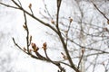 Spring, red buds bloom. Maple branches on a white sky with large buds. Royalty Free Stock Photo