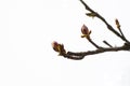 Spring, red buds bloom. Maple branches on a white sky with large buds.