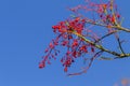 Spring Red Buds Flowers