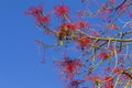 Spring Red Buds Flowers