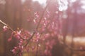 Spring red buds Royalty Free Stock Photo