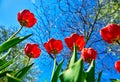 Spring red flower tulips bunch dutch flowers