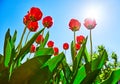 Spring red flower tulips bunch dutch flowers