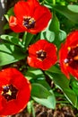 Spring red flower tulips bunch dutch flowers